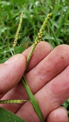 Paspalum laeve