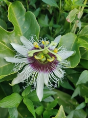 Passiflora edulis