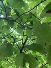 Hamamelis virginiana