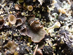 Peltigera