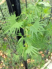 Ipomoea × multifida