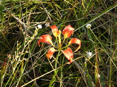 Lilium catesbaei