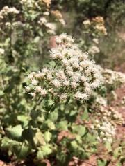 Ageratina herbacea