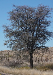 Vachellia erioloba