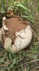 Calvatia booniana