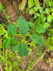 Chamaecrista nictitans