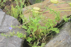 Scutellaria galericulata