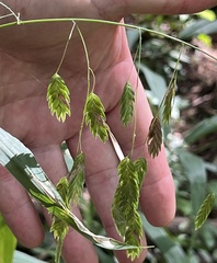 Chasmanthium latifolium