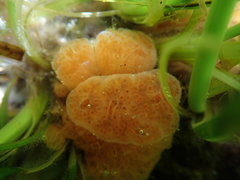 Aplidium californicum