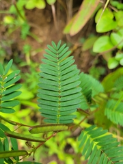 Chamaecrista nictitans