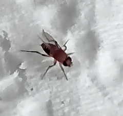 Phoridae