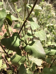 Ageratina herbacea