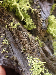 Hypocenomyce scalaris