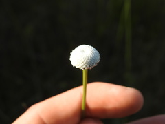Eriocaulon