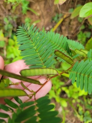 Chamaecrista nictitans