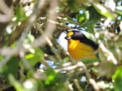 Euphonia violacea