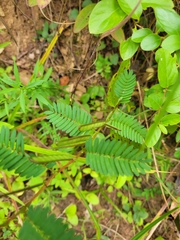 Chamaecrista nictitans