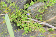 Scutellaria galericulata