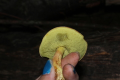Hemileccinum rubropunctum