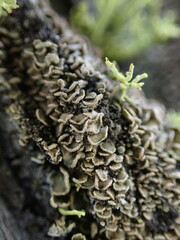 Hypocenomyce scalaris