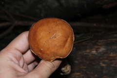 Hemileccinum rubropunctum