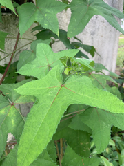 Abelmoschus moschatus