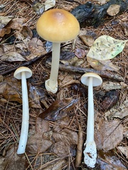 Amanita fulva