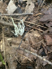 Clavaria