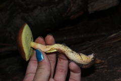 Hemileccinum rubropunctum