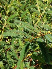 Chamaecrista fasciculata