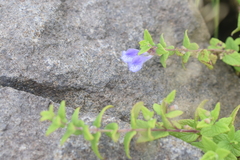 Scutellaria galericulata
