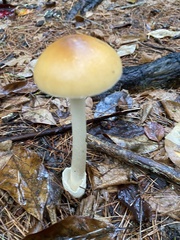 Amanita fulva
