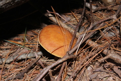 Hemileccinum rubropunctum