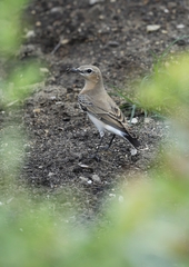 Oenanthe isabellina