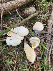 Hydnum washingtonianum