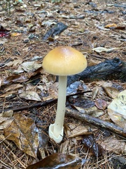 Amanita fulva