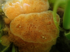 Aplidium californicum