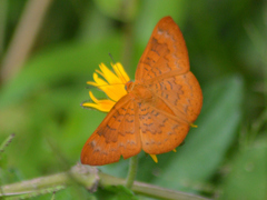 Emesis vulpina