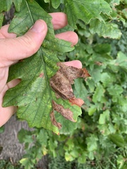 Taphrina caerulescens
