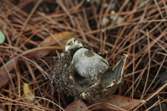 Geastrum pectinatum