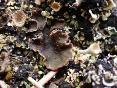 Peltigera