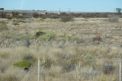 Aloe gariepensis