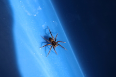 Lycosidae