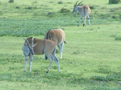 Tragelaphus oryx oryx