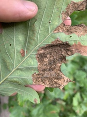 Taphrina caerulescens