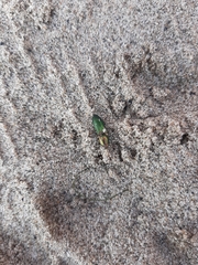 Nitidolimonius resplendens