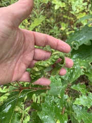 Taphrina caerulescens