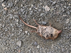 Sorex cinereus