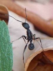 Aphaenogaster senilis