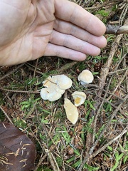 Hydnum washingtonianum